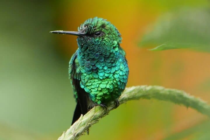 Mindo Cloud Forest Day Tour from Quito: Waterfalls, Hummingbirds and Chocolate