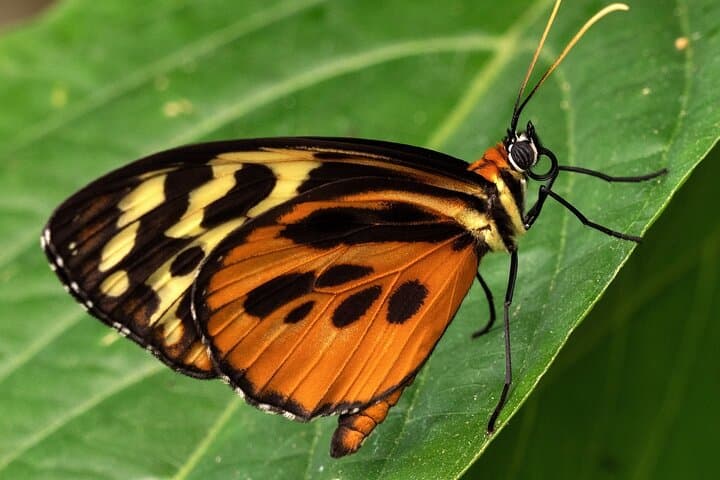 Mindo Cloud Forest Day Tour from Quito: Waterfalls, Hummingbirds and Chocolate photo 2