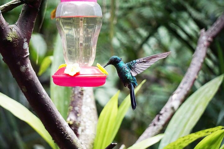 Mindo Cloud Forest Day Tour from Quito: Waterfalls, Hummingbirds and Chocolate photo 3