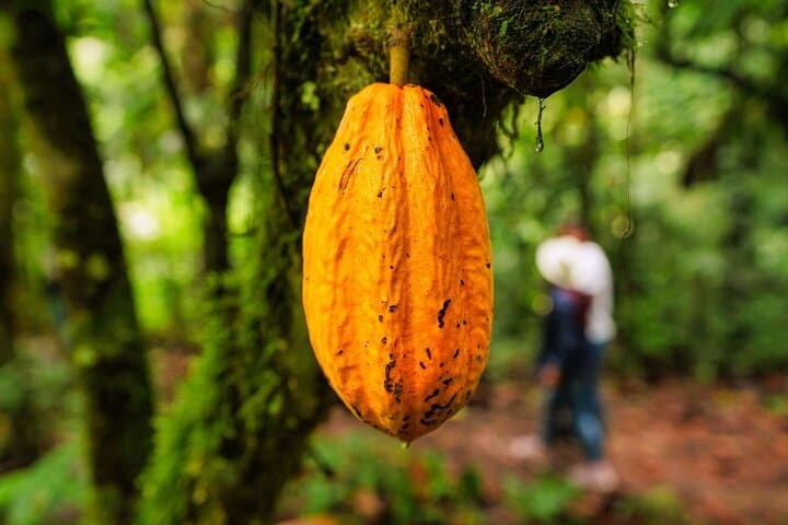 Mindo Cloud Forest Day Tour from Quito: Waterfalls, Hummingbirds and Chocolate photo 4
