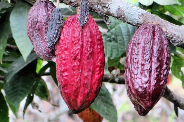 Mindo Cloud Forest Day Tour from Quito: Waterfalls, Hummingbirds and Chocolate photo 5