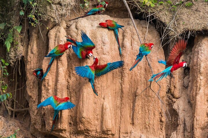 Manu Reserve Rainforest Escape: 3-Day Amazon Wildlife Tour from Cusco photo 5
