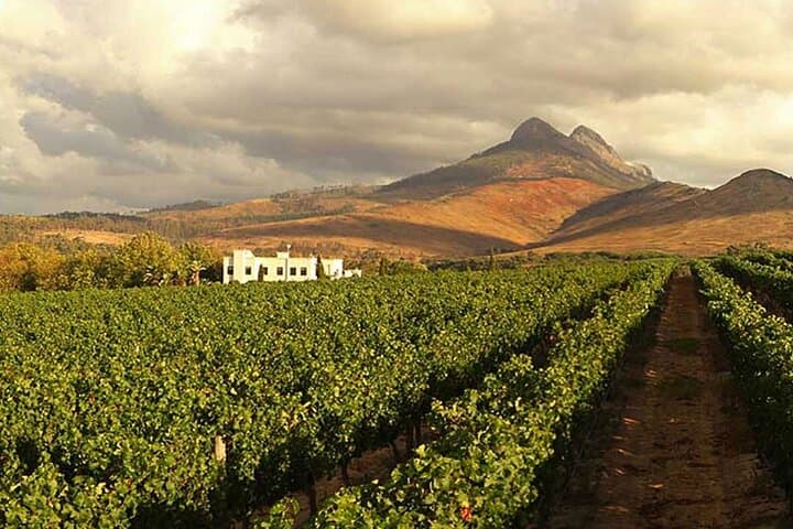 Full-Day Big 5 Safari and Cape Winelands Wine Tasting from Cape Town photo 5