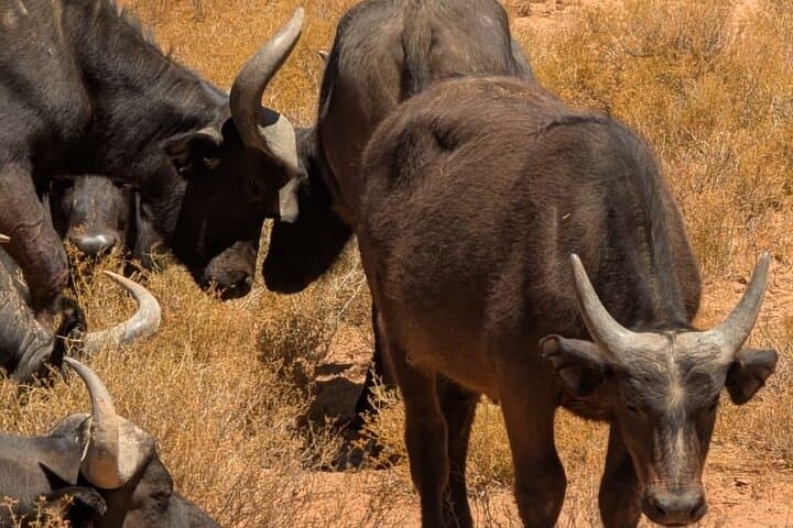 Full-Day Big 5 Safari and Cape Winelands Wine Tasting from Cape Town photo 3