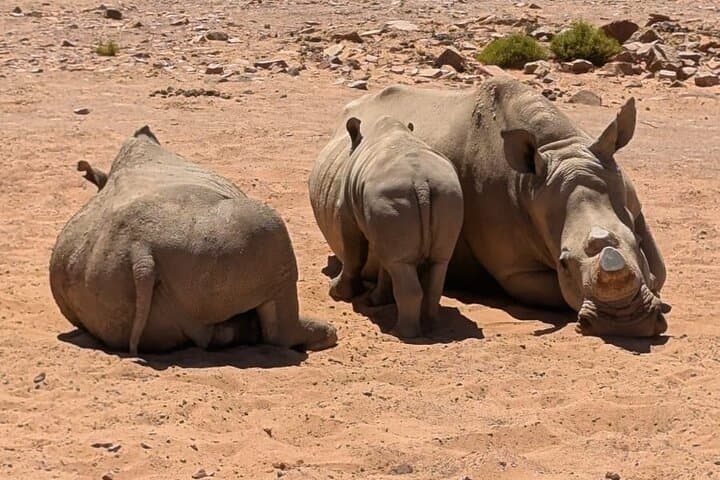 Full-Day Big 5 Safari and Cape Winelands Wine Tasting from Cape Town photo 4