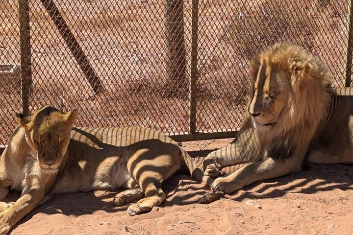 Full-Day Big 5 Safari and Cape Winelands Wine Tasting from Cape Town photo 2