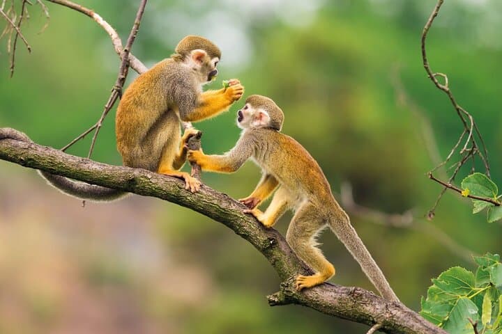 Iquitos: 2-Day Amazon Rainforest Discovery photo 5