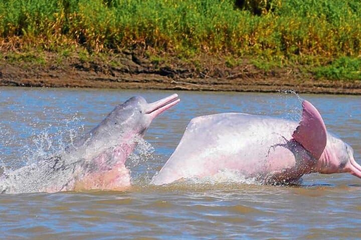 Iquitos: 2-Day Amazon Rainforest Discovery photo 4