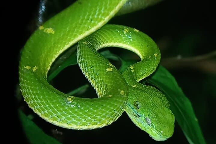 Monteverde Night Walk: Small-Group After-Dark Wildlife Tour