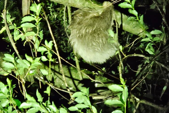 Monteverde Night Walk: Small-Group After-Dark Wildlife Tour photo 3