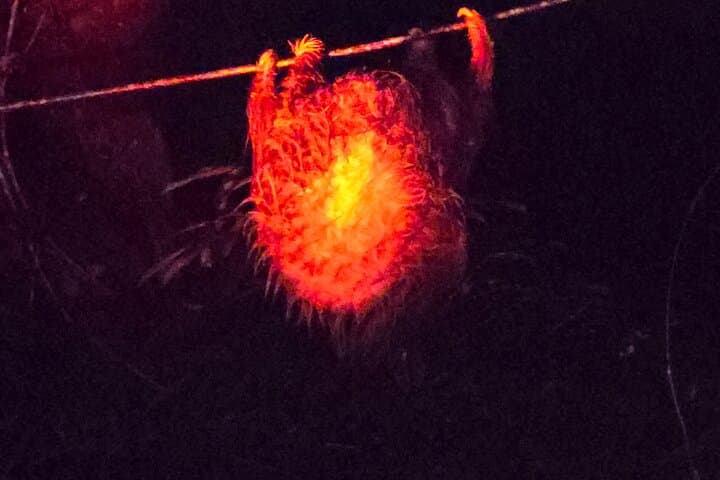 Monteverde Night Walk: Small-Group After-Dark Wildlife Tour photo 4