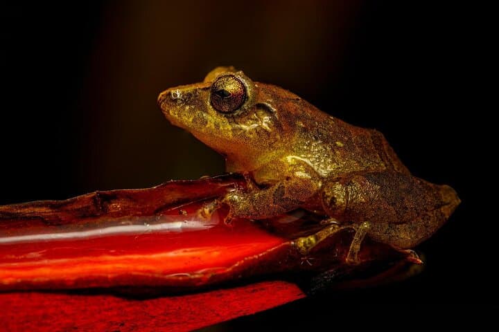 Monteverde Night Walk: Small-Group After-Dark Wildlife Tour photo 5