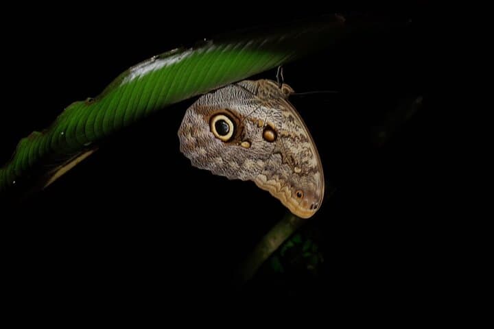 Monteverde Night Walk: Small-Group After-Dark Wildlife Tour photo 6