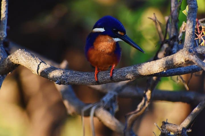 Coastal Bird-Watching Kayak Tour in New South Wales Estuaries photo 2