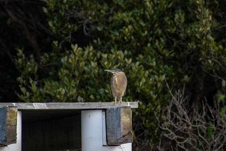 Coastal Bird-Watching Kayak Tour in New South Wales Estuaries photo 3