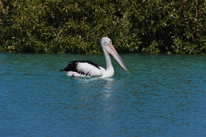 Coastal Bird-Watching Kayak Tour in New South Wales Estuaries photo 4