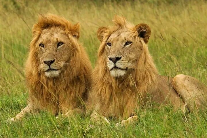 Exploring Nairobi National Park: Safari Adventure Within Kenya’s Capital