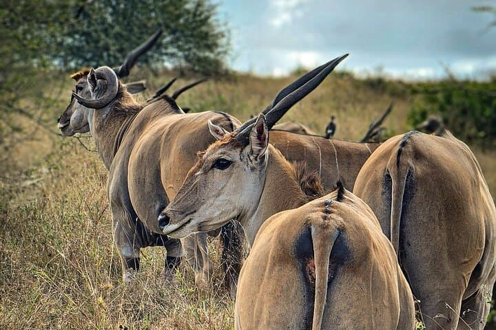 Exploring Nairobi National Park: Safari Adventure Within Kenya’s Capital photo 2