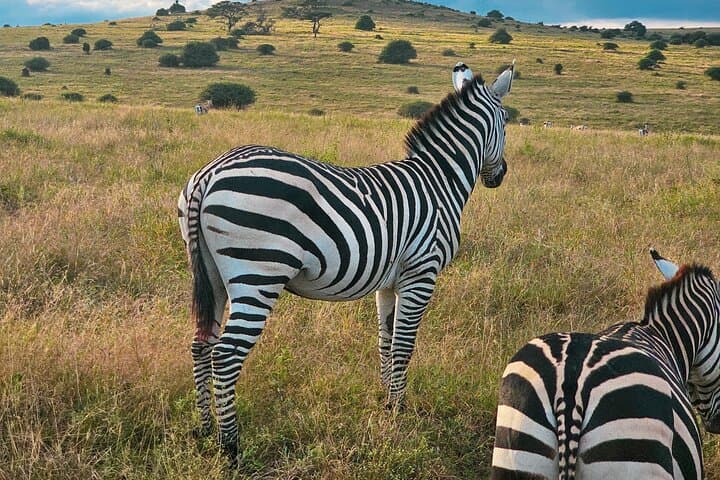 Exploring Nairobi National Park: Safari Adventure Within Kenya’s Capital photo 3