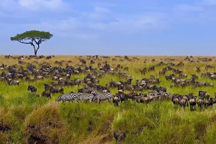 Exploring Nairobi National Park: Safari Adventure Within Kenya’s Capital photo 4