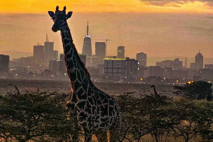 Exploring Nairobi National Park: Safari Adventure Within Kenya’s Capital photo 5