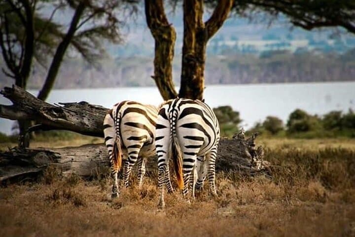 Urban Safari at Nairobi National Park and Giraffe Centre: Wildlife Minutes from the City photo 4