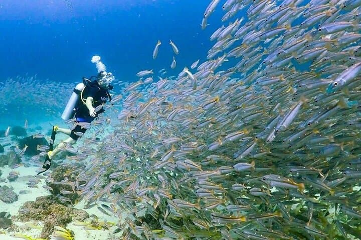 Racha Yai Island Scuba Day Trip from Phuket — Discover Shallow Coral Reefs photo 4