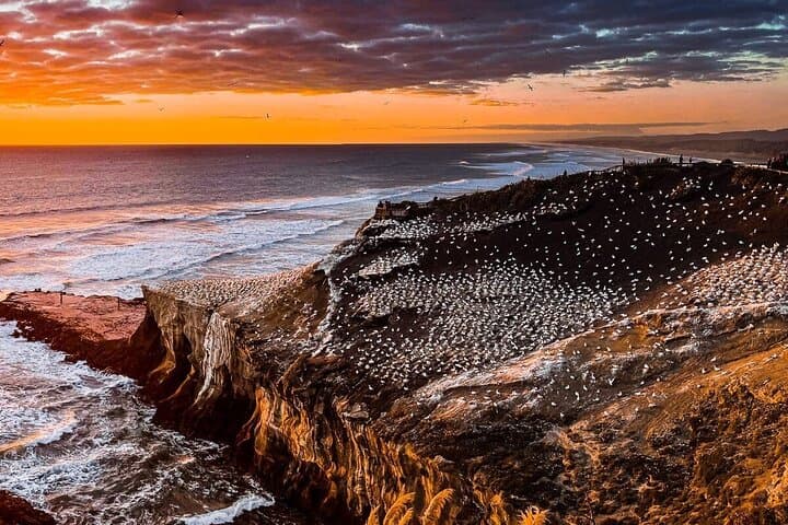 Auckland Thermal Pools & Muriwai Beach Sunset Tour — Hot Pools, Gannets & Coastal Views photo 5