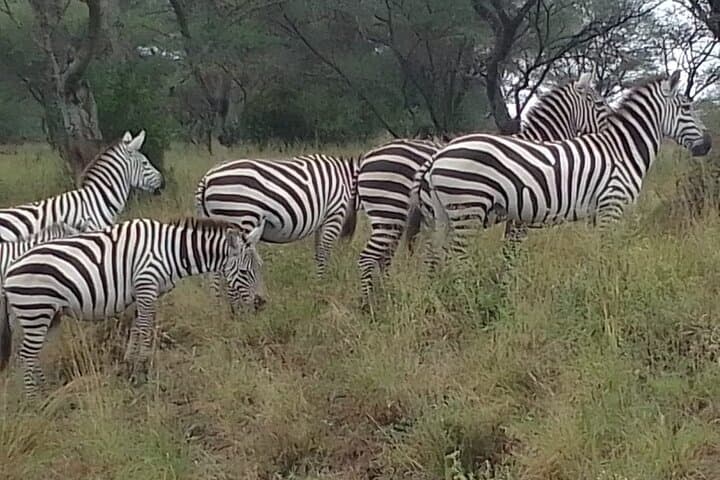 Urban Safari at Nairobi National Park and Giraffe Centre: Wildlife Minutes from the City