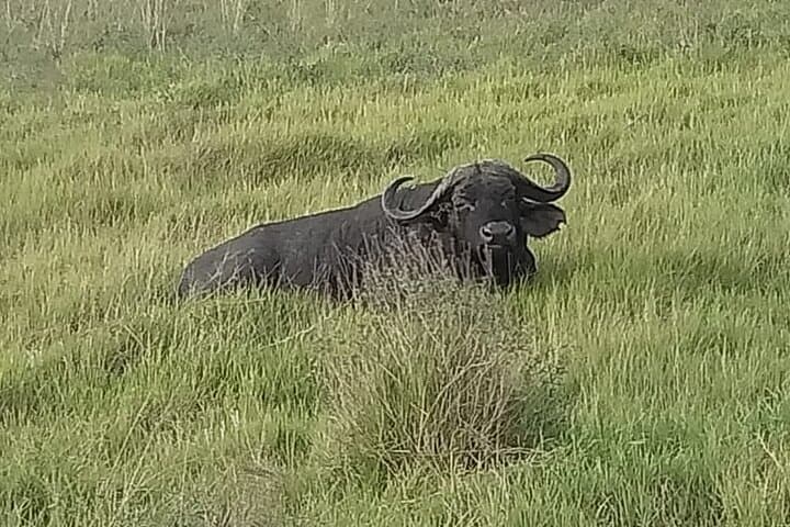 Urban Safari at Nairobi National Park and Giraffe Centre: Wildlife Minutes from the City photo 2