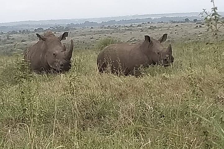 Urban Safari at Nairobi National Park and Giraffe Centre: Wildlife Minutes from the City photo 3
