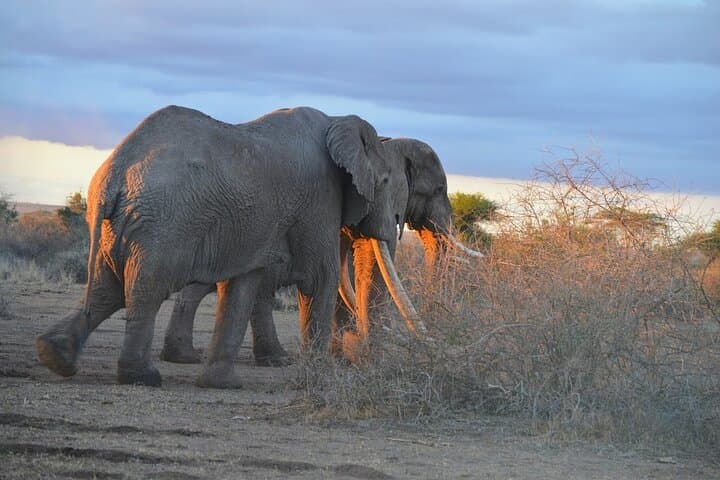 Amboseli 2-Night Budget Safari: Game Drives, Kilimanjaro Views & Full-Board