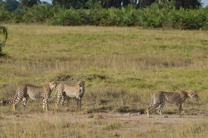 Amboseli 2-Night Budget Safari: Game Drives, Kilimanjaro Views & Full-Board photo 2