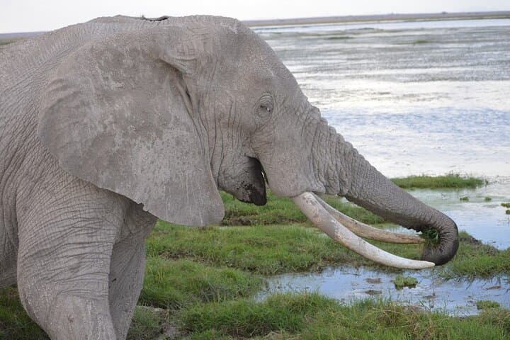 Amboseli 2-Night Budget Safari: Game Drives, Kilimanjaro Views & Full-Board photo 3
