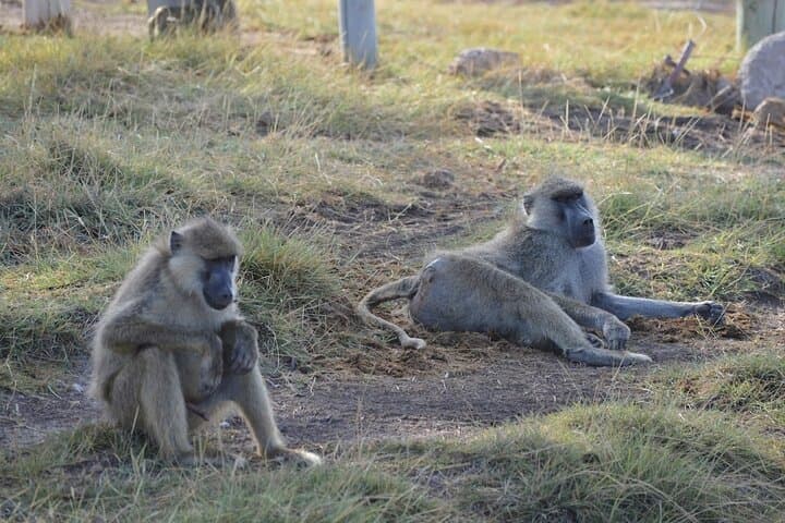 Amboseli 2-Night Budget Safari: Game Drives, Kilimanjaro Views & Full-Board photo 4