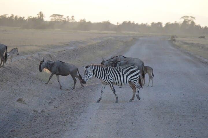 Amboseli 2-Night Budget Safari: Game Drives, Kilimanjaro Views & Full-Board photo 5