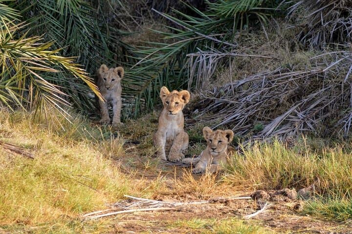 Amboseli 2-Night Budget Safari: Game Drives, Kilimanjaro Views & Full-Board photo 6