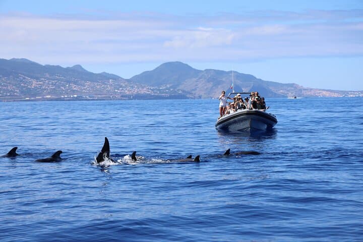 Madeira Whale and Dolphin Watching from Funchal — Marine Biologist-Led Small-Group Tour photo 2