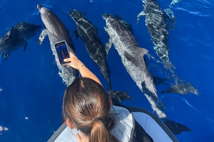 Madeira Whale and Dolphin Watching from Funchal — Marine Biologist-Led Small-Group Tour photo 3