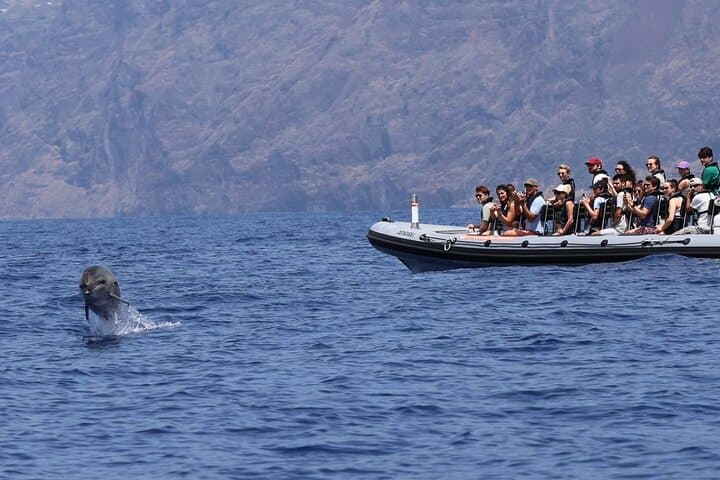 Madeira Whale and Dolphin Watching from Funchal — Marine Biologist-Led Small-Group Tour photo 4