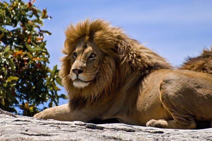 9-Day Kenya Cat Scratch Circuit: Big Cat Safari from Samburu to Masai Mara photo 1