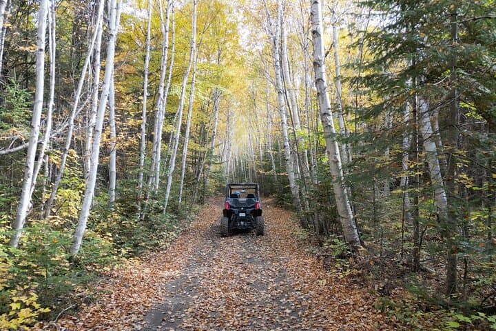 Laurentians Guided Buggy Tour Through Quebec's Forest Trails photo 4