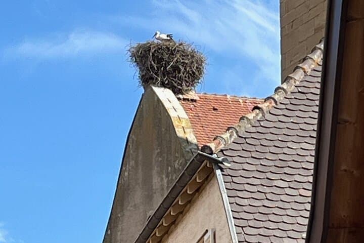 Private Alsace Villages, Colmar & Haut-Koenigsbourg Castle Day Tour photo 4