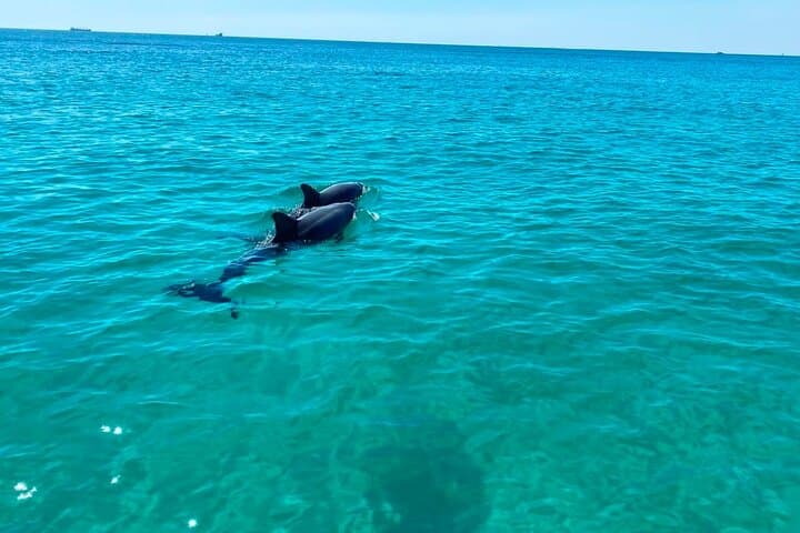 Shell Island Jet Ski Tour: 2-Hour Guided Dolphin & Wildlife Ride from Panama City Beach photo 6