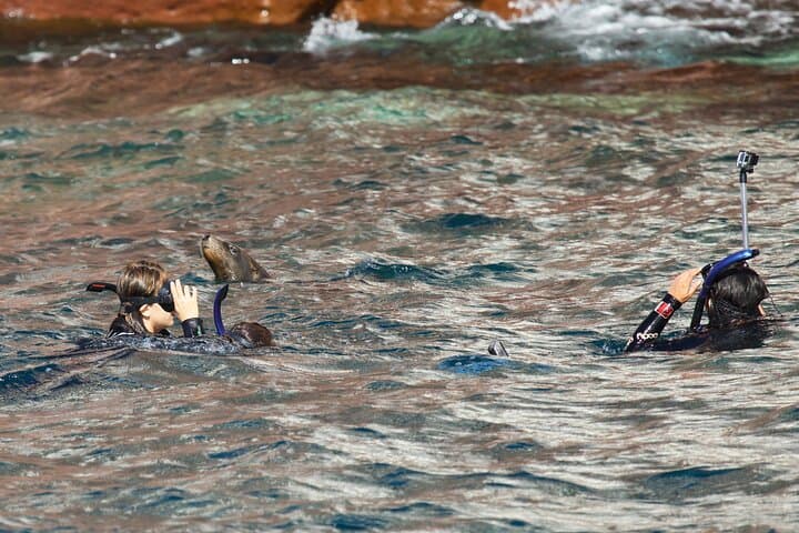Sea Lions and Mega-Paddleboard Tour — Espiritu Santo from La Paz photo 2