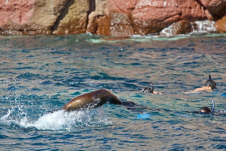 Sea Lions and Mega-Paddleboard Tour — Espiritu Santo from La Paz photo 3