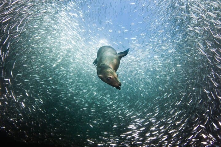 Sea Lions and Mega-Paddleboard Tour — Espiritu Santo from La Paz photo 4