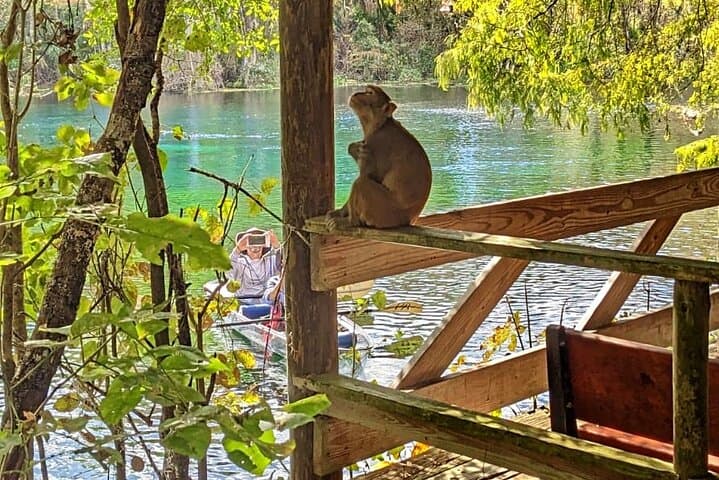 Silver Springs Jungle Kayaking & Paddleboarding: Self-Guided Paddling on the Silver River