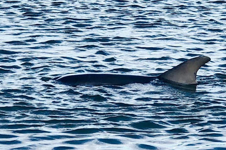 Folly River Dolphin Cruise to Morris Island Lighthouse — Charleston Boat Tour photo 4