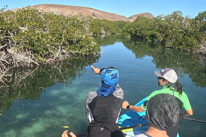 Paddle Balandra: Mega Paddleboards, Mangroves and Snorkeling with Sea Lions photo 6